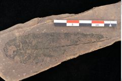 Foto (Detailsansicht) von Quercus palaeoilex Ettingshausen (NHMW-GEO-2024-0188-0791)